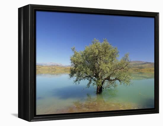 Tranquil Scene of Landscape of an Olive Tree on the Edge of a Lake Near Malaga, Andalucia, Spain-Michael Busselle-Framed Premier Image Canvas