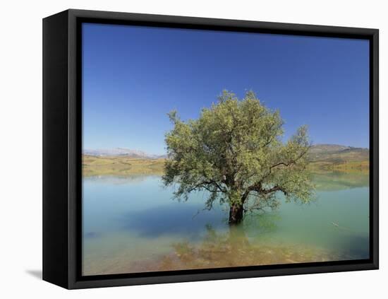 Tranquil Scene of Landscape of an Olive Tree on the Edge of a Lake Near Malaga, Andalucia, Spain-Michael Busselle-Framed Premier Image Canvas