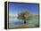 Tranquil Scene of Landscape of an Olive Tree on the Edge of a Lake Near Malaga, Andalucia, Spain-Michael Busselle-Framed Premier Image Canvas