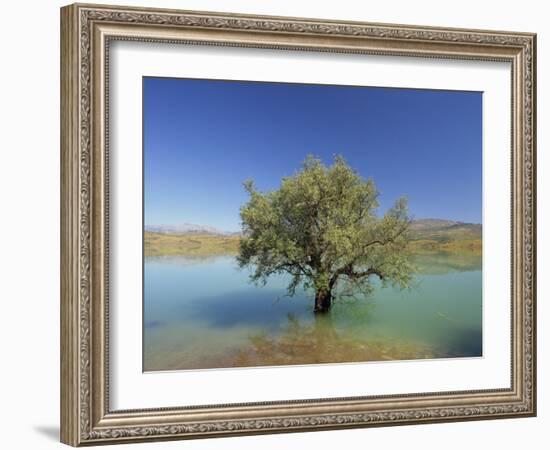 Tranquil Scene of Landscape of an Olive Tree on the Edge of a Lake Near Malaga, Andalucia, Spain-Michael Busselle-Framed Photographic Print