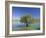 Tranquil Scene of Landscape of an Olive Tree on the Edge of a Lake Near Malaga, Andalucia, Spain-Michael Busselle-Framed Photographic Print