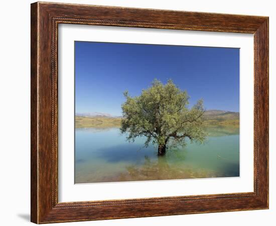 Tranquil Scene of Landscape of an Olive Tree on the Edge of a Lake Near Malaga, Andalucia, Spain-Michael Busselle-Framed Photographic Print