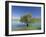 Tranquil Scene of Landscape of an Olive Tree on the Edge of a Lake Near Malaga, Andalucia, Spain-Michael Busselle-Framed Photographic Print