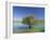 Tranquil Scene of Landscape of an Olive Tree on the Edge of a Lake Near Malaga, Andalucia, Spain-Michael Busselle-Framed Photographic Print