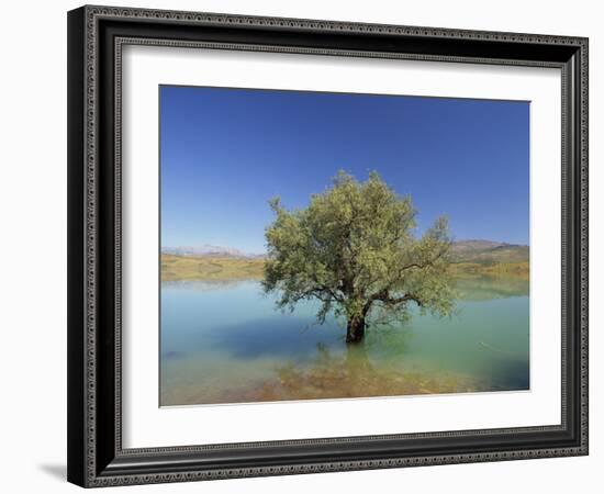 Tranquil Scene of Landscape of an Olive Tree on the Edge of a Lake Near Malaga, Andalucia, Spain-Michael Busselle-Framed Photographic Print