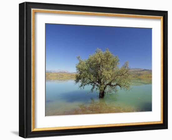 Tranquil Scene of Landscape of an Olive Tree on the Edge of a Lake Near Malaga, Andalucia, Spain-Michael Busselle-Framed Photographic Print