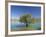 Tranquil Scene of Landscape of an Olive Tree on the Edge of a Lake Near Malaga, Andalucia, Spain-Michael Busselle-Framed Photographic Print