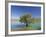 Tranquil Scene of Landscape of an Olive Tree on the Edge of a Lake Near Malaga, Andalucia, Spain-Michael Busselle-Framed Photographic Print