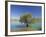 Tranquil Scene of Landscape of an Olive Tree on the Edge of a Lake Near Malaga, Andalucia, Spain-Michael Busselle-Framed Photographic Print