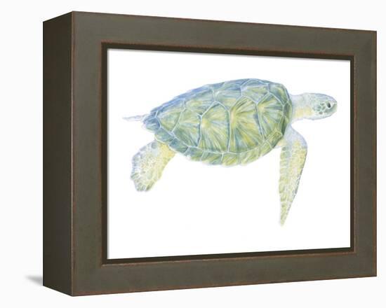 Tranquil Sea Turtle I-Megan Meagher-Framed Stretched Canvas