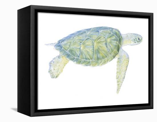 Tranquil Sea Turtle I-Megan Meagher-Framed Stretched Canvas