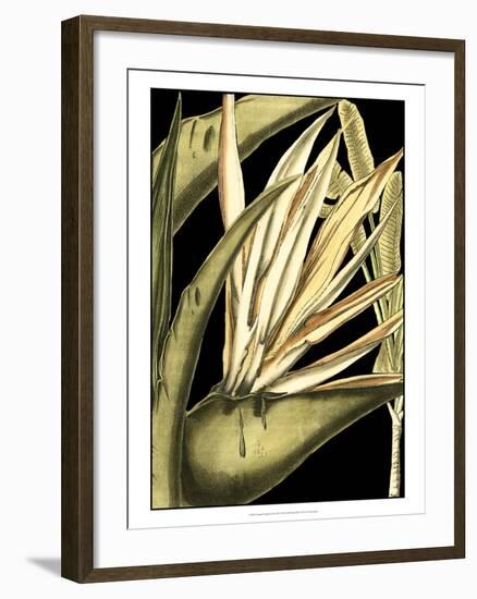 Tranquil Tropical Leaves III-Vision Studio-Framed Art Print