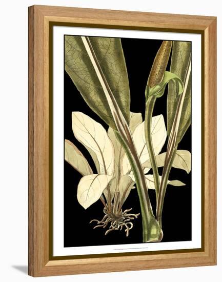 Tranquil Tropical Leaves V-Vision Studio-Framed Stretched Canvas