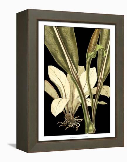 Tranquil Tropical Leaves V-Vision Studio-Framed Stretched Canvas