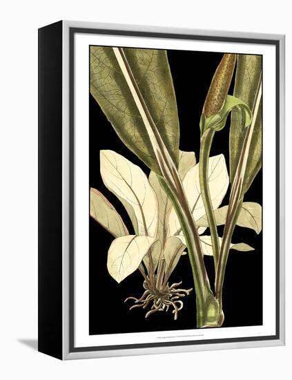 Tranquil Tropical Leaves V-Vision Studio-Framed Stretched Canvas