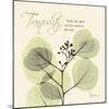 Tranquility Eucalyptus-Albert Koetsier-Mounted Art Print