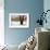 Tranquility-David Winston-Framed Giclee Print displayed on a wall