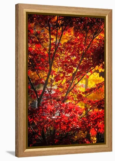 Tranquilizer-Philippe Sainte-Laudy-Framed Premier Image Canvas