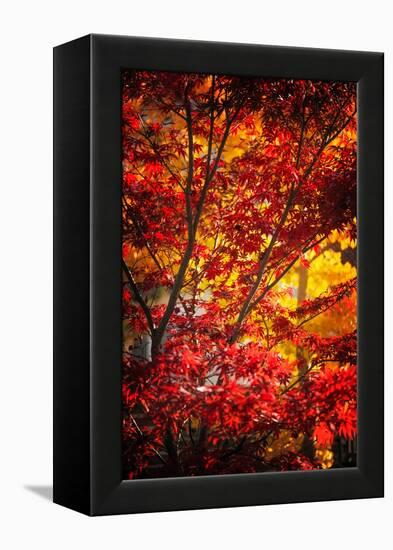 Tranquilizer-Philippe Sainte-Laudy-Framed Premier Image Canvas