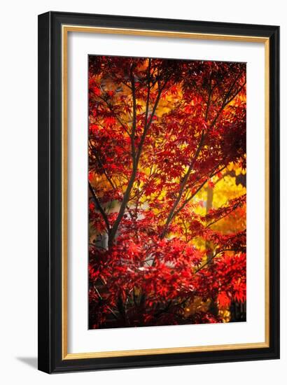 Tranquilizer-Philippe Sainte-Laudy-Framed Photographic Print