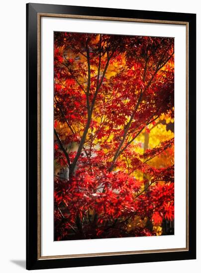 Tranquilizer-Philippe Sainte-Laudy-Framed Photographic Print