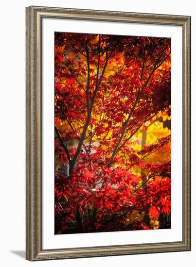 Tranquilizer-Philippe Sainte-Laudy-Framed Photographic Print