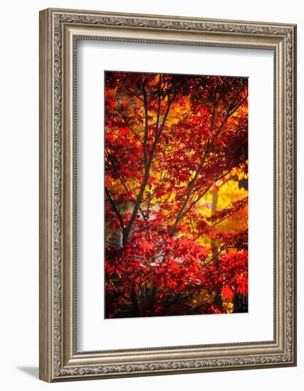 Tranquilizer-Philippe Sainte-Laudy-Framed Photographic Print