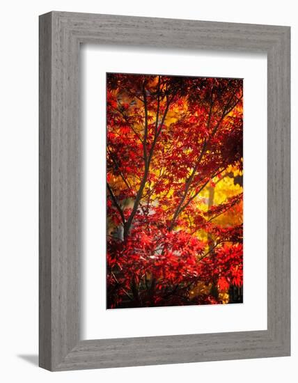 Tranquilizer-Philippe Sainte-Laudy-Framed Photographic Print