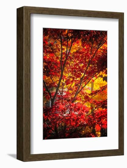 Tranquilizer-Philippe Sainte-Laudy-Framed Photographic Print