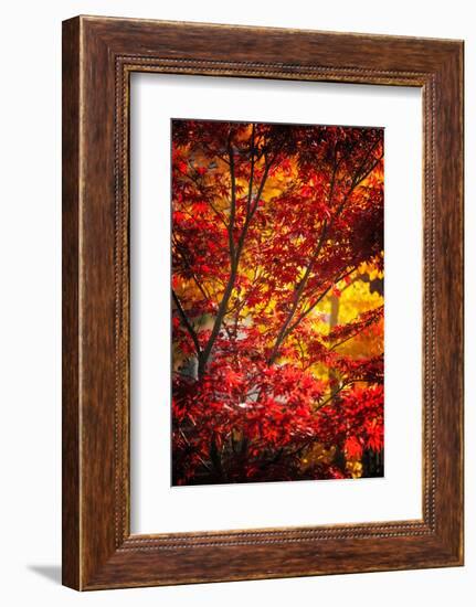 Tranquilizer-Philippe Sainte-Laudy-Framed Photographic Print