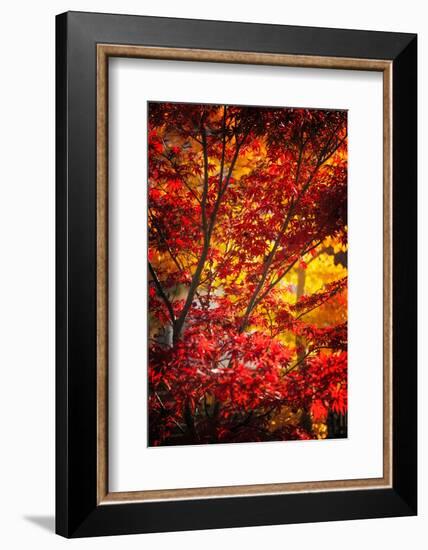Tranquilizer-Philippe Sainte-Laudy-Framed Photographic Print