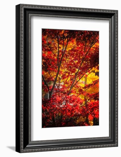 Tranquilizer-Philippe Sainte-Laudy-Framed Photographic Print