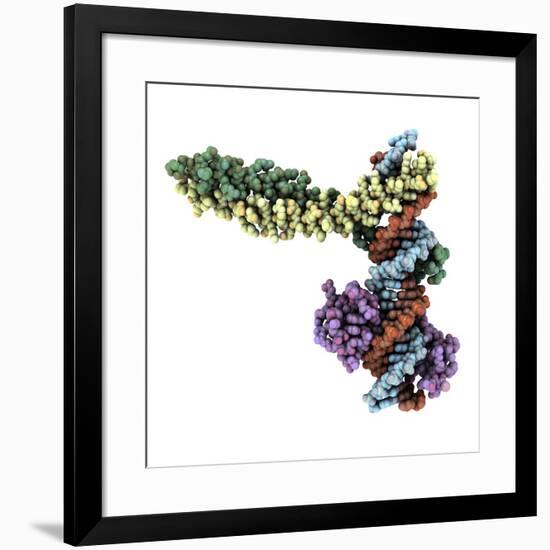 Transcription Factor Complexed with DNA-Laguna Design-Framed Photographic Print