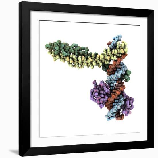 Transcription Factor Complexed with DNA-Laguna Design-Framed Photographic Print