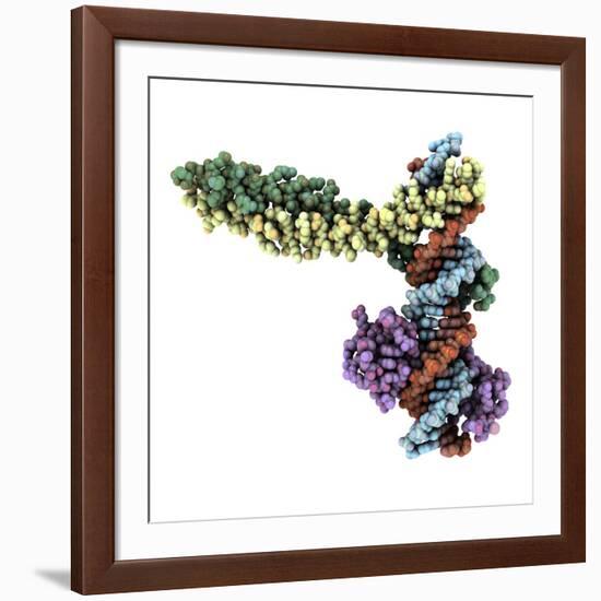 Transcription Factor Complexed with DNA-Laguna Design-Framed Photographic Print