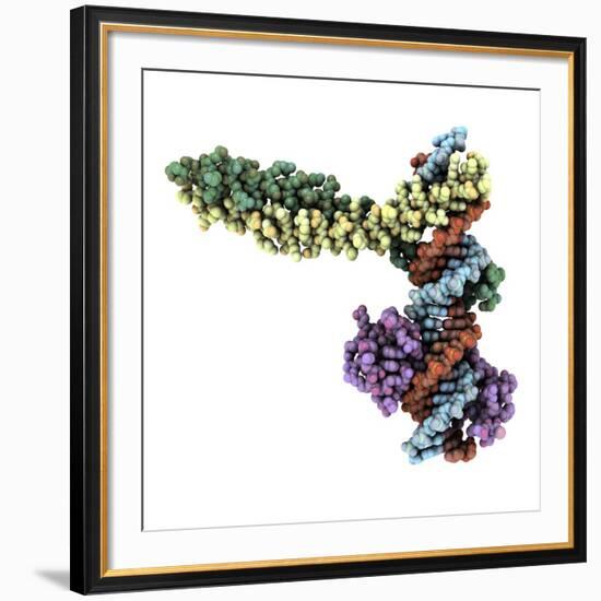 Transcription Factor Complexed with DNA-Laguna Design-Framed Photographic Print