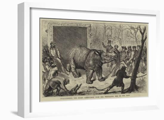 Transferring the Hairy Rhinoceros from Her Travelling Den to Her Cage-Ernest Henry Griset-Framed Giclee Print