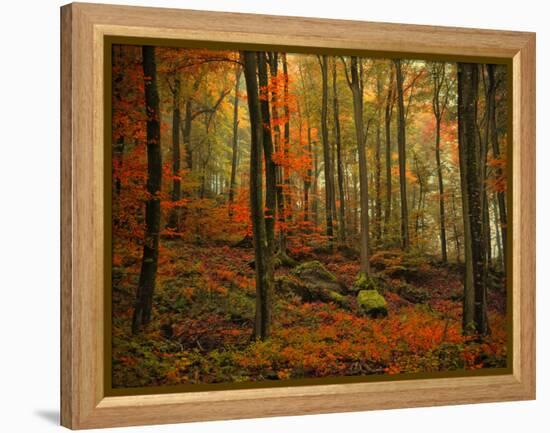 Transformation Fall-Philippe Sainte-Laudy-Framed Premier Image Canvas