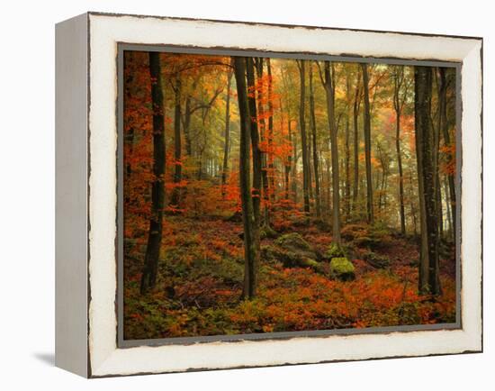 Transformation Fall-Philippe Sainte-Laudy-Framed Premier Image Canvas