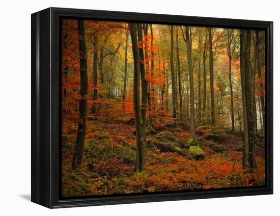 Transformation Fall-Philippe Sainte-Laudy-Framed Premier Image Canvas