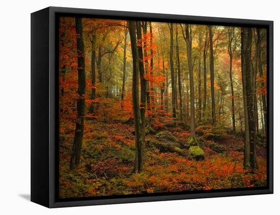 Transformation Fall-Philippe Sainte-Laudy-Framed Premier Image Canvas