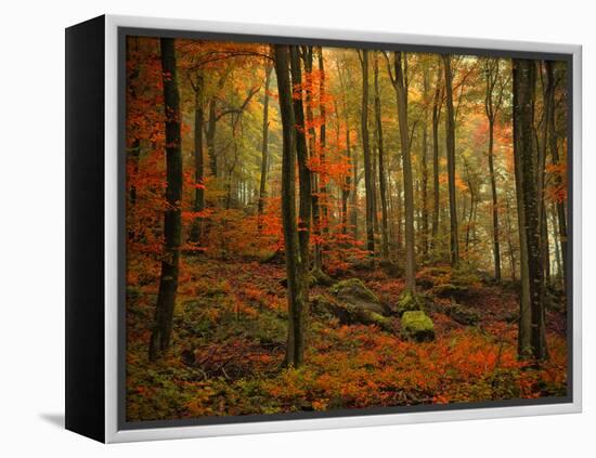Transformation Fall-Philippe Sainte-Laudy-Framed Premier Image Canvas