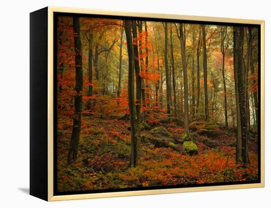 Transformation Fall-Philippe Sainte-Laudy-Framed Premier Image Canvas