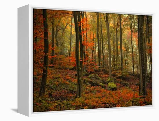 Transformation Fall-Philippe Sainte-Laudy-Framed Premier Image Canvas