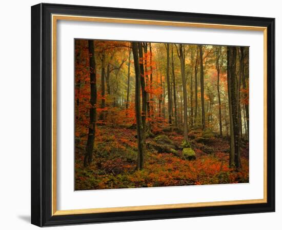 Transformation Fall-Philippe Sainte-Laudy-Framed Photographic Print