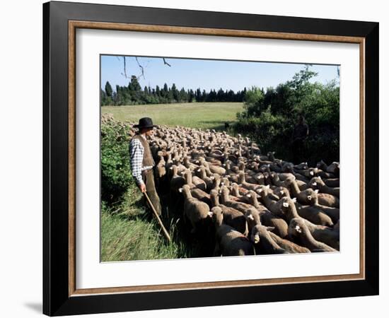 Transhumance, St. Remy, Bouches Du Rhone, Provence, France-Bruno Morandi-Framed Photographic Print