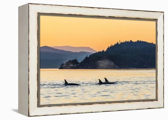 Transient Killer Whales (Orcinus Orca) Surfacing at Sunset-Michael Nolan-Framed Premier Image Canvas