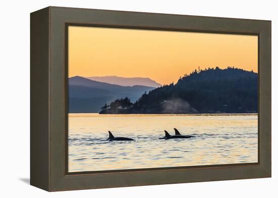 Transient Killer Whales (Orcinus Orca) Surfacing at Sunset-Michael Nolan-Framed Premier Image Canvas