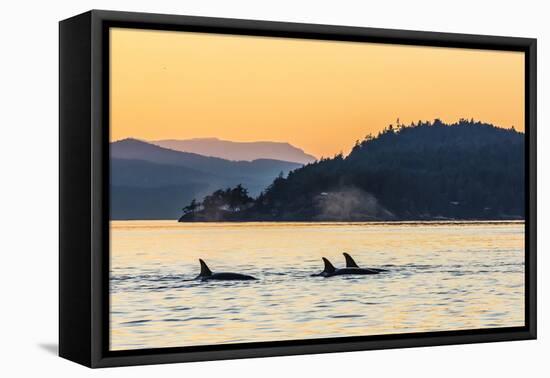 Transient Killer Whales (Orcinus Orca) Surfacing at Sunset-Michael Nolan-Framed Premier Image Canvas