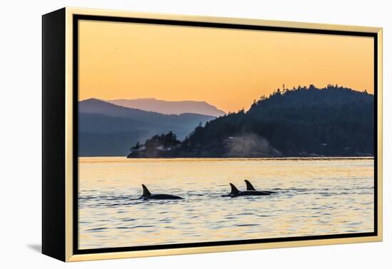 Transient Killer Whales (Orcinus Orca) Surfacing at Sunset-Michael Nolan-Framed Premier Image Canvas
